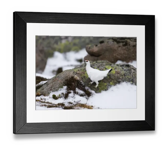 Framed Print : Ptarmigan Lagopus mutus male Cairngorm National Park Scotland January
