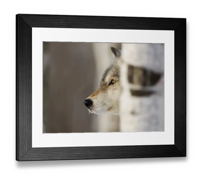 Framed Print : Wolf Canus lupus Minnesota N. America January