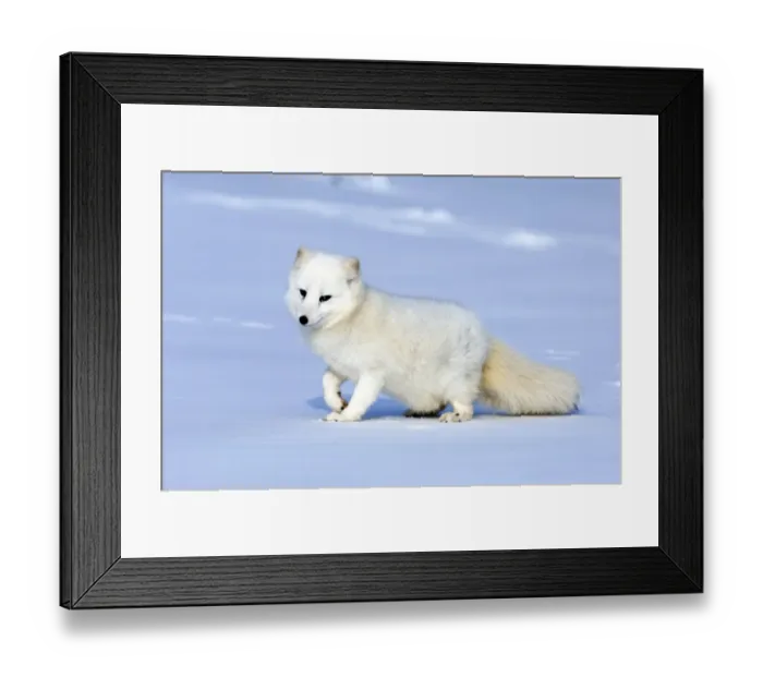 Framed Print : Arctic Fox Alopex lagopus native to Arctic regions of Asia, Europe & America (C) Framed Print : Arctic Fox Alopex lagopus native to Arctic regions of Asia, Europe & America (C)