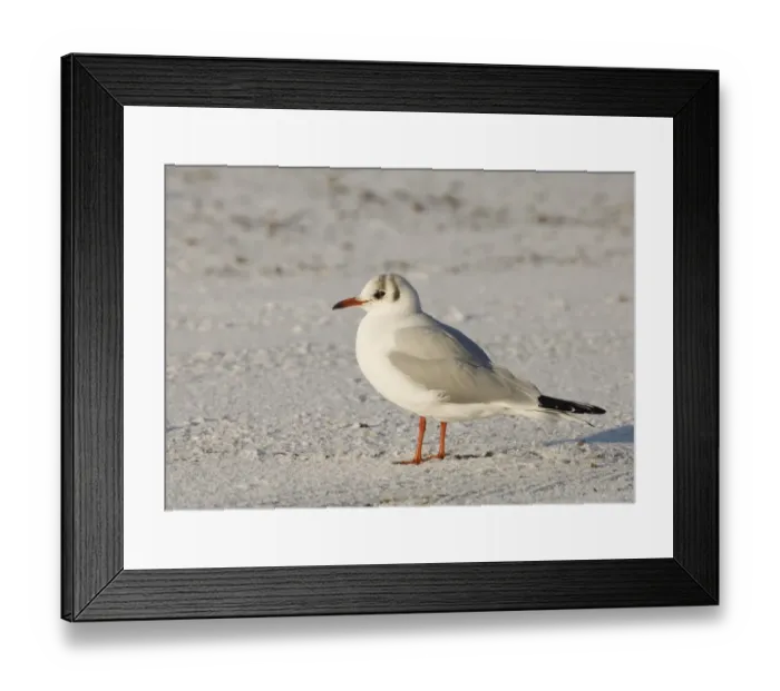 Framed Print : Black-headed Gull Larus ridibundus adult winter Northumberland UK Framed Print : Black-headed Gull Larus ridibundus adult winter Northumberland UK