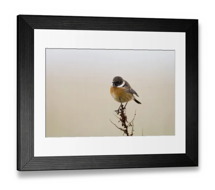 Framed Print : Stonechat Saxicola torquata male in winter Northumberland UK