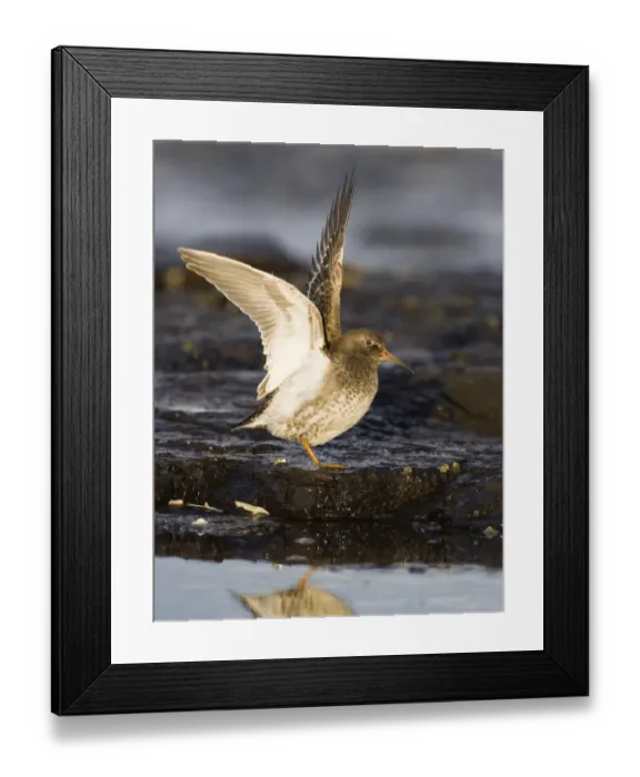 Framed Print : Purple Sandpiper Calidris maritima wing stretching Northumberland winter UK Framed Print : Purple Sandpiper Calidris maritima wing stretching Northumberland winter UK