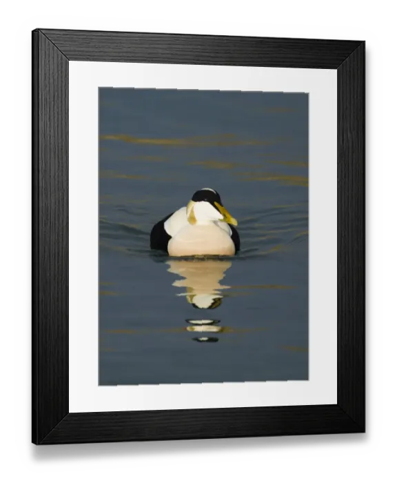 Framed Print : Eider Somateria mollissima drake in Seahouses Harbour Northumberland UK winter