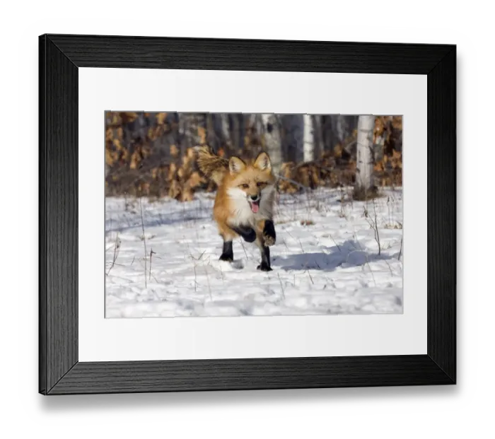 Framed Print : Red Fox Vulpes vulpes Minnesota USA January c Framed Print : Red Fox Vulpes vulpes Minnesota USA January c