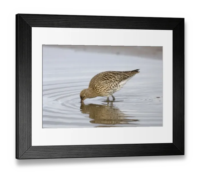 Framed Print : Curlew Numenius arquata feeding Norfolk January Framed Print : Curlew Numenius arquata feeding Norfolk January