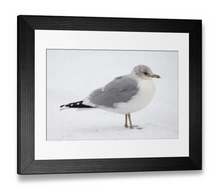 Framed Print : Common Gull Larus canus adult winter Northumberland January Framed Print : Common Gull Larus canus adult winter Northumberland January