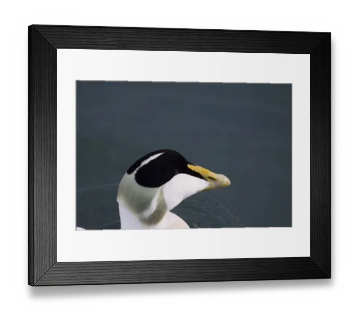 Framed Print : Eider Somateria mollissima male Northumberland winter Framed Print : Eider Somateria mollissima male Northumberland winter