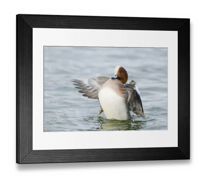 Framed Print : Wigeon Anas penelope male Caerlaverock Scotland winter Framed Print : Wigeon Anas penelope male Caerlaverock Scotland winter