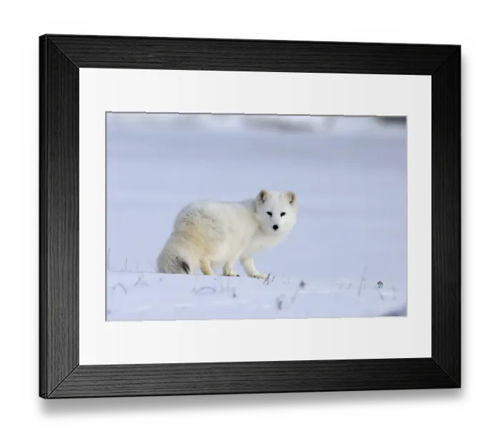 Framed Print : Arctic Fox Alopex lagopus native to Arctic regions of Asia, Europe & North America (C) Framed Print : Arctic Fox Alopex lagopus native to Arctic regions of Asia, Europe & North America (C)