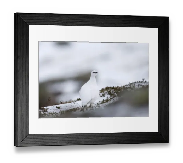 Framed Print : Ptarmigan Lagopus mutus female Cairngorm National Park Scotland January Framed Print : Ptarmigan Lagopus mutus female Cairngorm National Park Scotland January