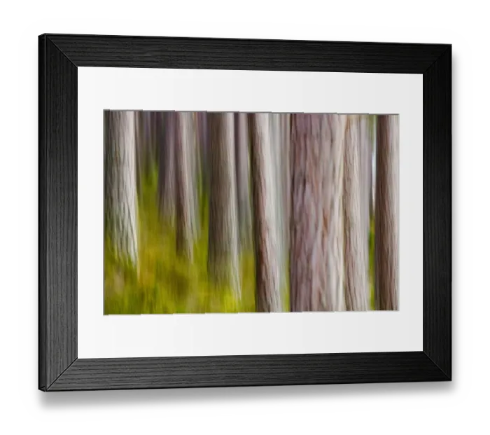 Framed Print : Abstract of Caledonian Pine Forest Abernethy Scotland Framed Print : Abstract of Caledonian Pine Forest Abernethy Scotland
