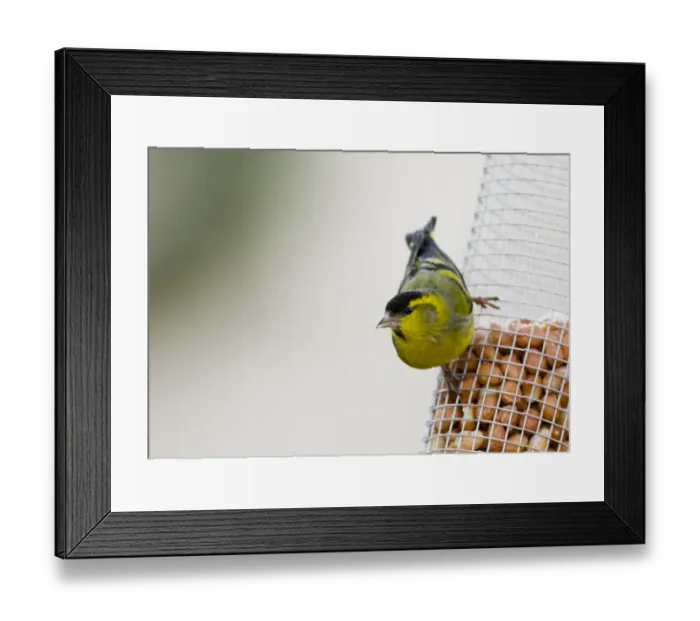 Framed Print : Siskin Carduelis spinus male on nut feeder Scotland Framed Print : Siskin Carduelis spinus male on nut feeder Scotland