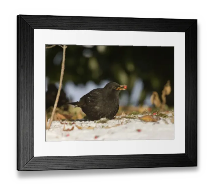Framed Print : Blackbird Turdus merula male eating fallen berries in snow winter Northumberland UK Framed Print : Blackbird Turdus merula male eating fallen berries in snow winter Northumberland UK