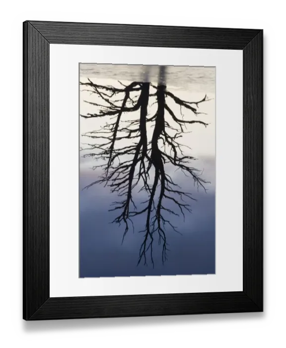 Framed Print : Reflection of dead pine in loch Scotland winter Framed Print : Reflection of dead pine in loch Scotland winter