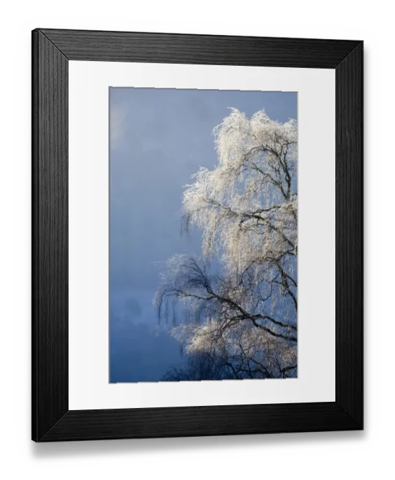 Framed Print : Silver Birch Tree covered in frost Scotland winter Framed Print : Silver Birch Tree covered in frost Scotland winter
