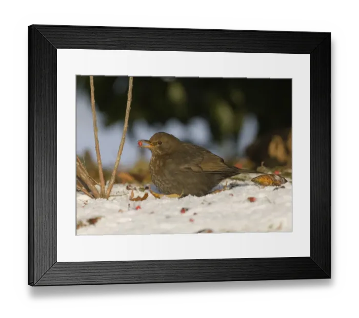 Framed Print : Blackbird Turdus merula female eating fallen berries in snow winter Northumberland UK Framed Print : Blackbird Turdus merula female eating fallen berries in snow winter Northumberland UK