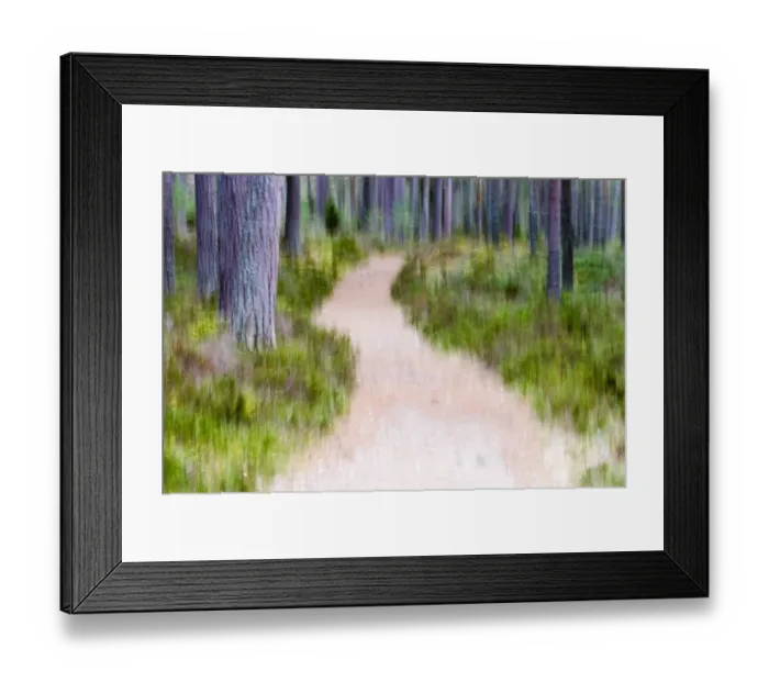 Framed Print : Abstract of path running through Caledonian Pine Forest Abernethy Scotland Framed Print : Abstract of path running through Caledonian Pine Forest Abernethy Scotland