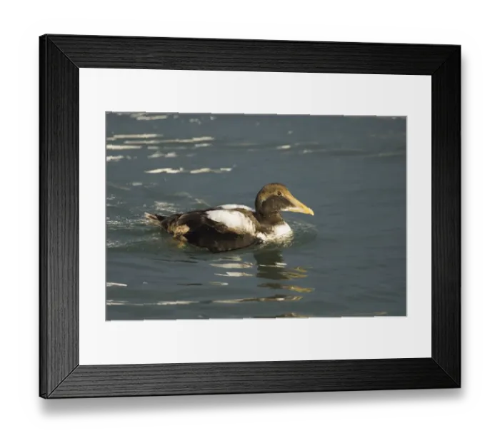 Framed Print : Eider Somateria mollissima immature drake in Seahouses Harbour Northumberland UK winter Framed Print : Eider Somateria mollissima immature drake in Seahouses Harbour Northumberland UK winter