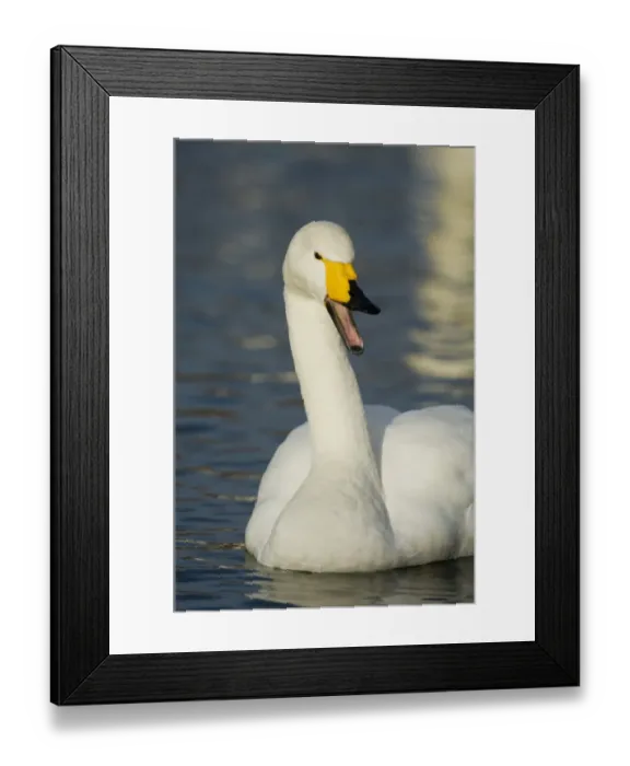 Framed Print : Whooper Swan Cygnus cygnus Caerlaverock Dumfires & Galloway Scotland winter Framed Print : Whooper Swan Cygnus cygnus Caerlaverock Dumfires & Galloway Scotland winter
