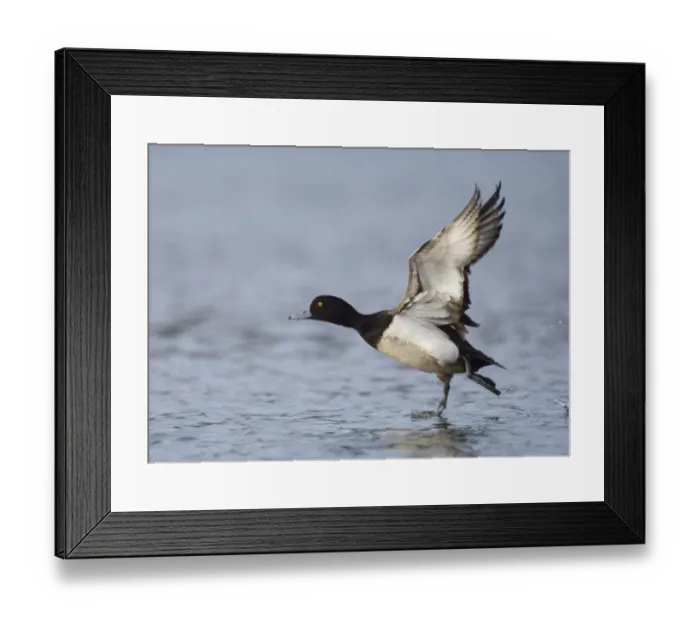 Framed Print : Tufted Duck Aythya fuligula male taking off Northumberland winter Framed Print : Tufted Duck Aythya fuligula male taking off Northumberland winter