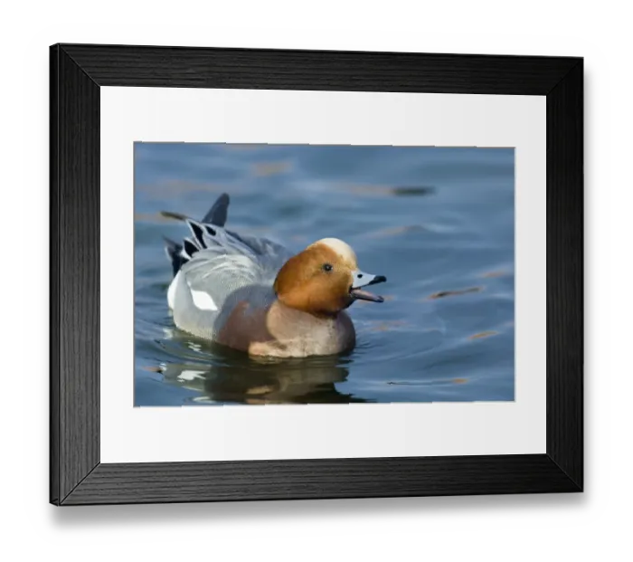 Framed Print : Wigeon Anas penelope male calling (whistling) Caerlaverock Scotland winter Framed Print : Wigeon Anas penelope male calling (whistling) Caerlaverock Scotland winter