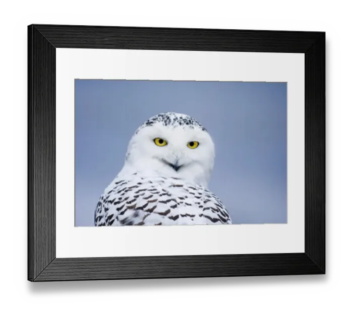 Framed Print : Snowy Owl Nyctea scandiaca C Framed Print : Snowy Owl Nyctea scandiaca C