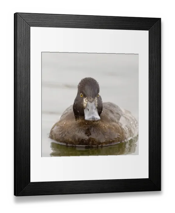 Framed Print : Lesser Scaup Caerlaverock Jan 2006