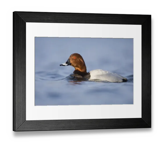 Framed Print : Pochard Aythya ferina male Northumberland UK winter Framed Print : Pochard Aythya ferina male Northumberland UK winter