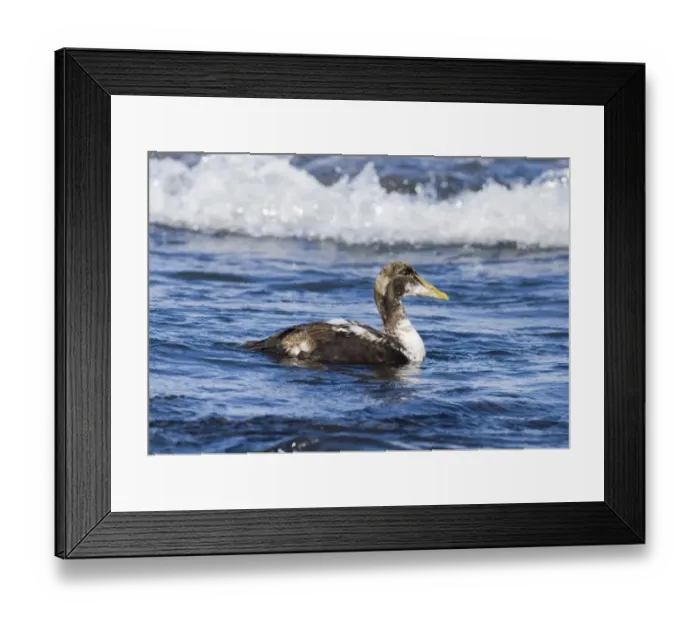 Framed Print : Eider Somateria mollissima immature male Northumberland spring Framed Print : Eider Somateria mollissima immature male Northumberland spring