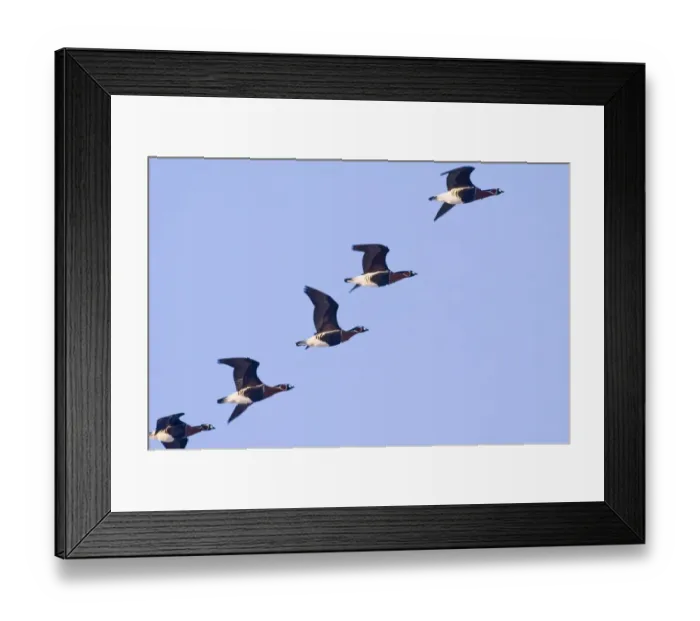 Framed Print : Red-breasted Geese (Branta ruficollis) Duranulak NE Bulgaria February Framed Print : Red-breasted Geese (Branta ruficollis) Duranulak NE Bulgaria February