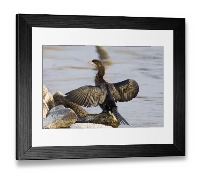 Framed Print : Pygmy Cormorant Phalacrocorax pygmeus winter Varna Bulgaria Framed Print : Pygmy Cormorant Phalacrocorax pygmeus winter Varna Bulgaria