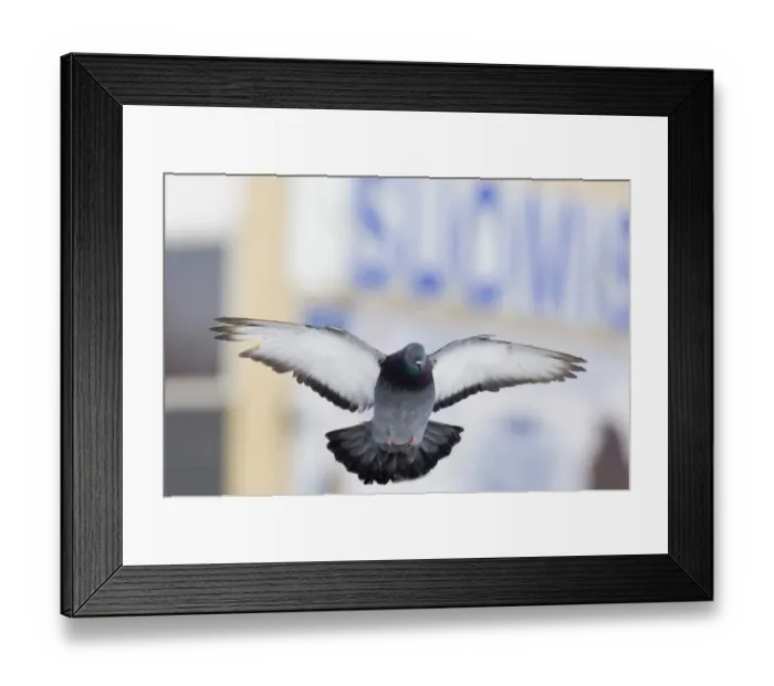 Framed Print : Feral Pigeon London Framed Print : Feral Pigeon London