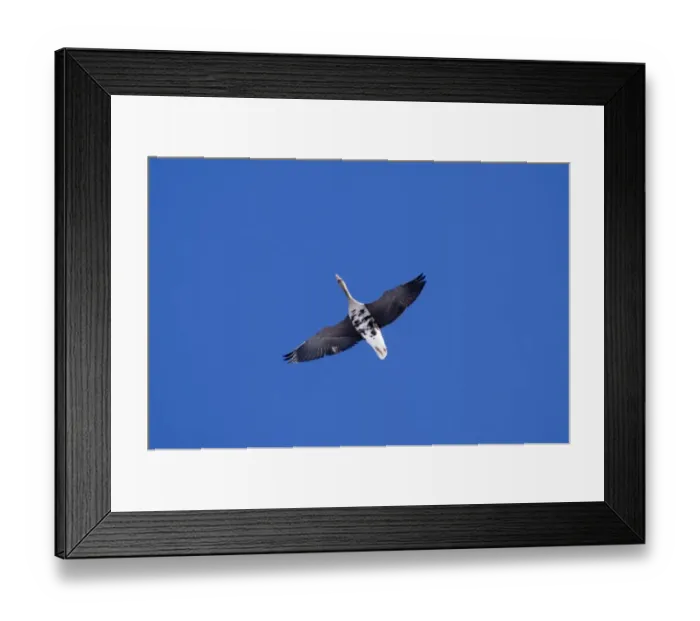 Framed Print : White-fronted Goose Anser albifrons winter