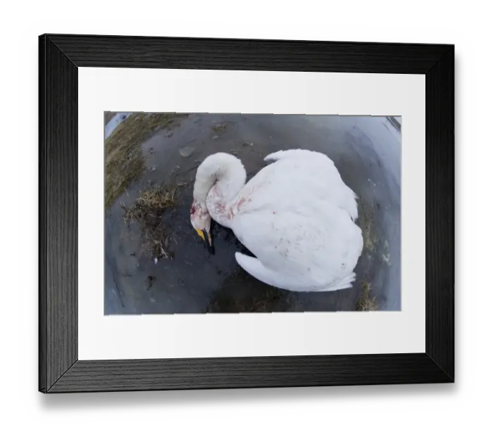 Framed Print : Whooper Swan Cygnus cygnus suspected victim of bird flu or power line Balkans Feb 2006 Framed Print : Whooper Swan Cygnus cygnus suspected victim of bird flu or power line Balkans Feb 2006