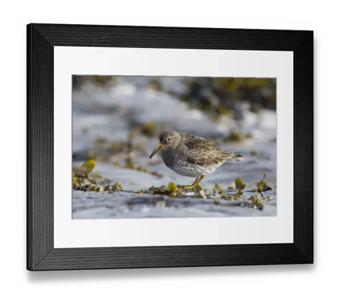 Framed Print : Purple Sandpiper Calidris maritima Northumberland UK winter Framed Print : Purple Sandpiper Calidris maritima Northumberland UK winter