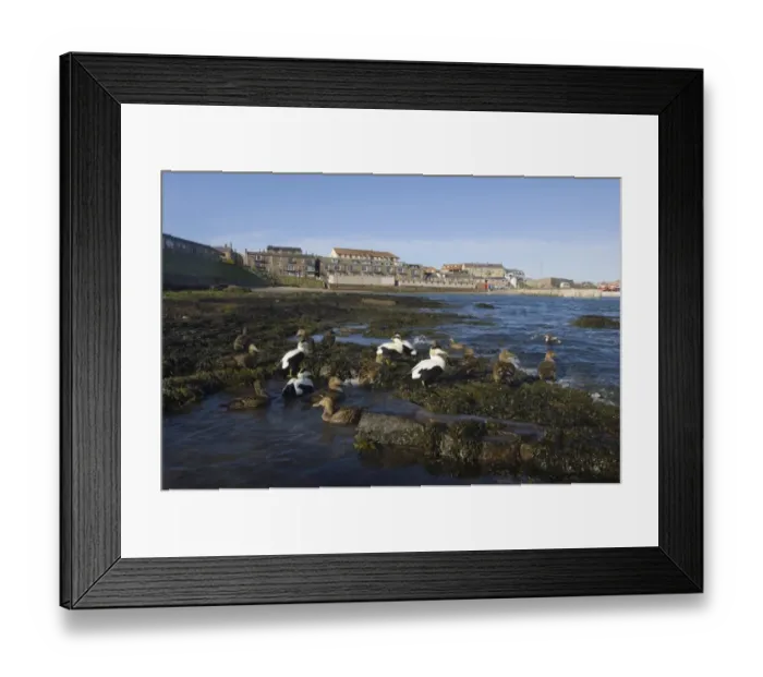 Framed Print : Eiders Somateria mollissima in Seahouses Harbour Northumberland spring Framed Print : Eiders Somateria mollissima in Seahouses Harbour Northumberland spring