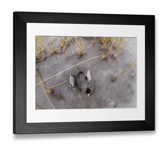 Framed Print : Coot Fulica atra victim of cold weather January UK Framed Print : Coot Fulica atra victim of cold weather January UK