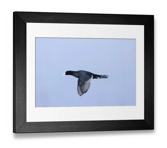 Framed Print : Coot (Fulica atra) winter Norfolk Framed Print : Coot (Fulica atra) winter Norfolk