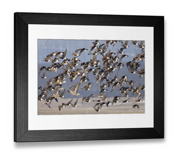 Framed Print : Red-breasted Geese (Branta ruficollis) Duranulak NE Bulgaria February Framed Print : Red-breasted Geese (Branta ruficollis) Duranulak NE Bulgaria February