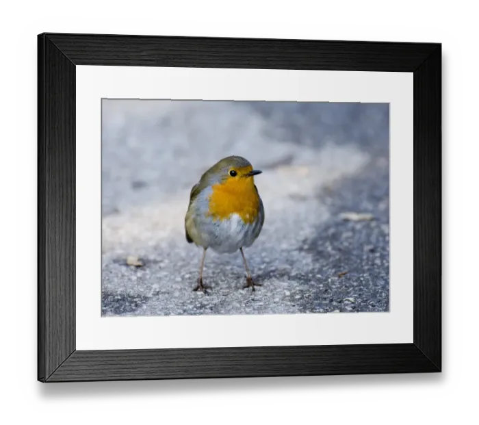 Framed Print : Robin Erithacus rubecula winter UK Framed Print : Robin Erithacus rubecula winter UK