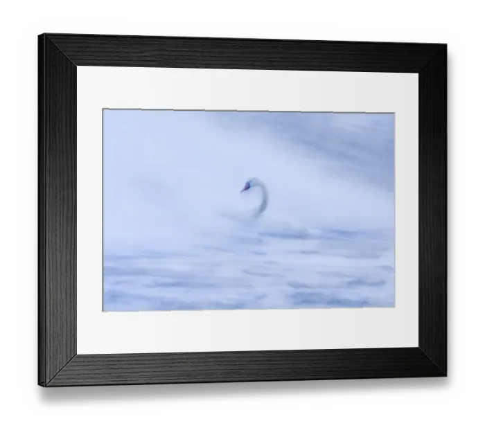 Framed Print : Mute Swans Cygnus olor in rough seas winter