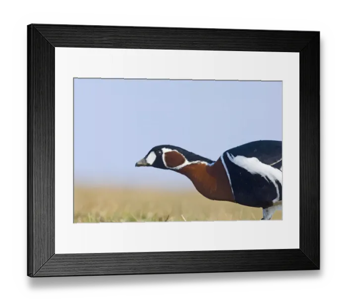 Framed Print : Red-breasted Goose Branta ruficollis Bulgaria winter
