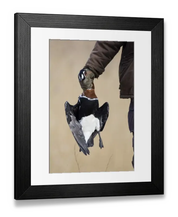 Framed Print : Hunter with illegally shot Red-breasted Goose (Branta ruficollis) Bulgaria winter Framed Print : Hunter with illegally shot Red-breasted Goose (Branta ruficollis) Bulgaria winter