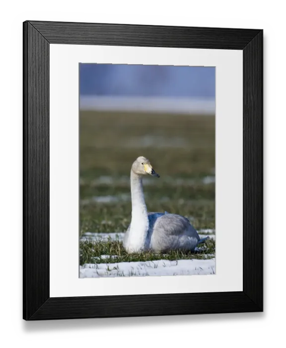 Framed Print : Whooper Swan Cygnus cygnus immature Bulgaria winter