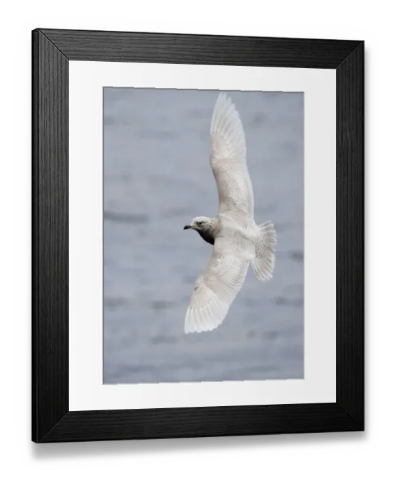 Framed Print : Iceland Gull Larus glaucoides 1st winter North Shields Fish Quay Tyne & Wear winter 05 / 06 Framed Print : Iceland Gull Larus glaucoides 1st winter North Shields Fish Quay Tyne & Wear winter 05 / 06