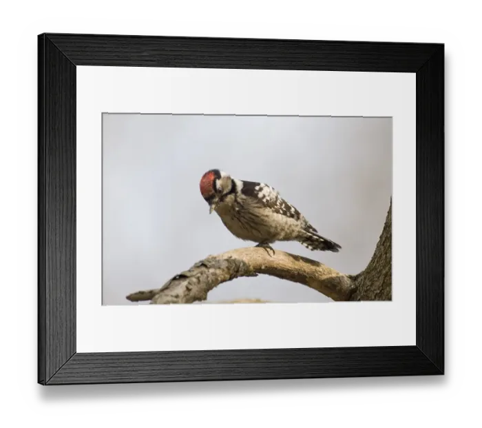 Framed Print : Lesser Spotted Woodpecker Dendrocopos minor male winter UK Framed Print : Lesser Spotted Woodpecker Dendrocopos minor male winter UK