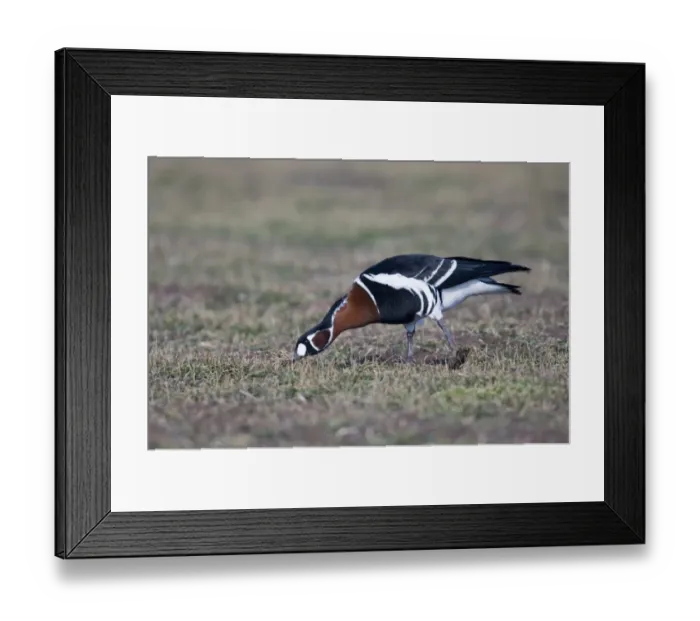 Framed Print : Red-breasted Geese Branta ruficollis grazing on winter wheat Bulgaria winter Framed Print : Red-breasted Geese Branta ruficollis grazing on winter wheat Bulgaria winter