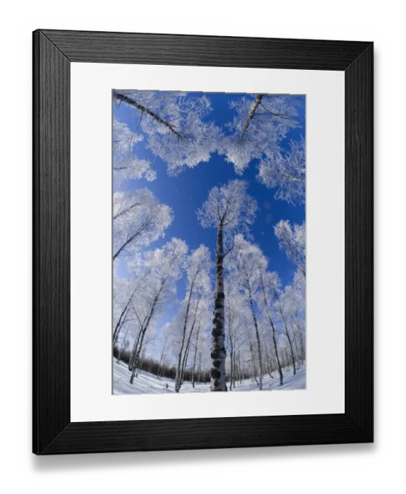 Framed Print : Silver Birch Trees Betula pendula covered in hoar frost Finland winter Framed Print : Silver Birch Trees Betula pendula covered in hoar frost Finland winter