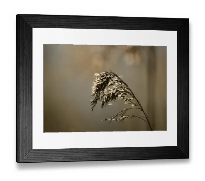 Framed Print : Phragmites reedbed Suffolk UK winter Framed Print : Phragmites reedbed Suffolk UK winter