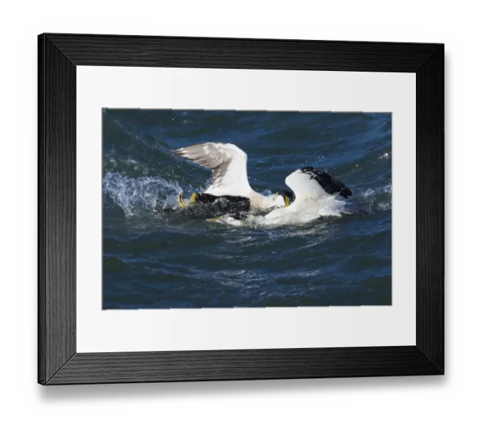 Framed Print : Eider Somateria mollissima males fighting Northumberland spring UK Framed Print : Eider Somateria mollissima males fighting Northumberland spring UK